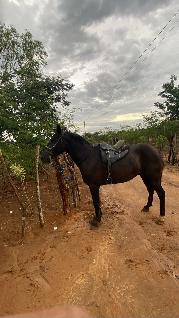 Cavalo caminhador  - Foto 2