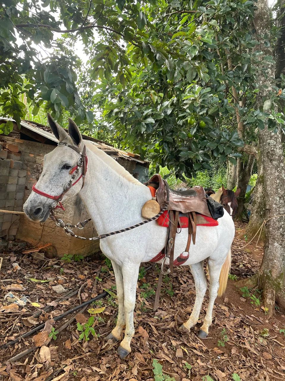 Mula Ajeitada  - Foto 5
