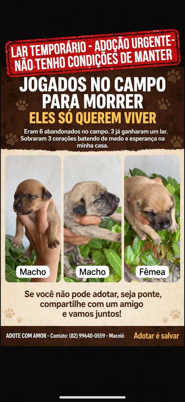 Doação responsável  - Foto 2
