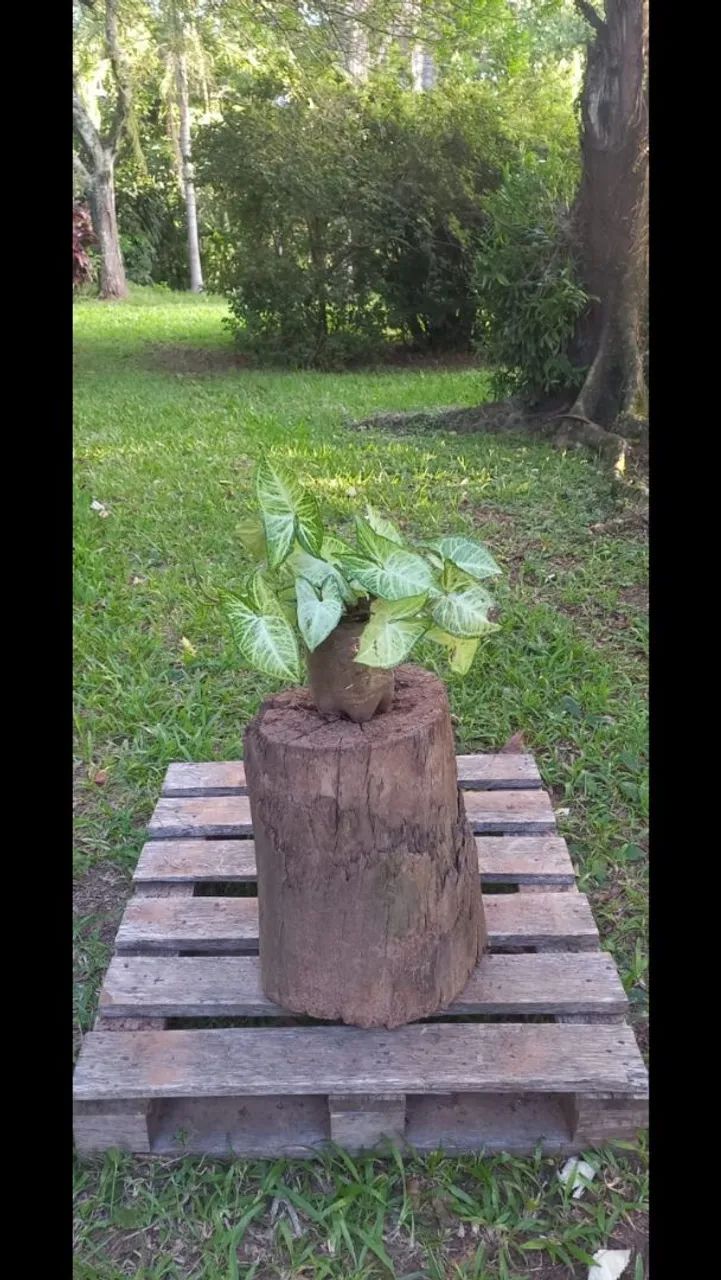 Trepadeira Singnônio 