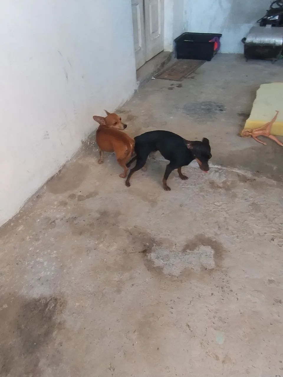 Cachorro  - Foto 2