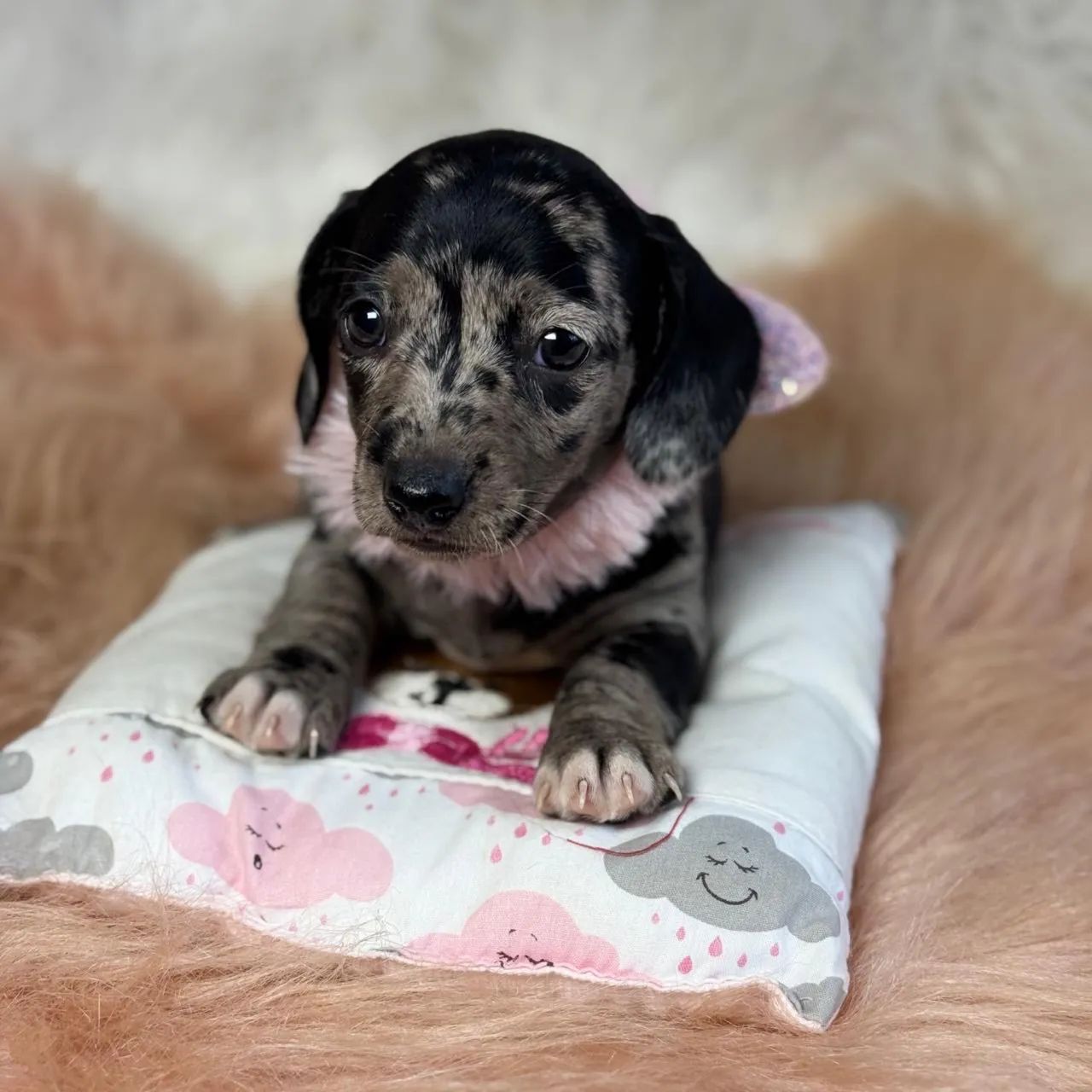 Dachshund Arlequim  - Foto 4