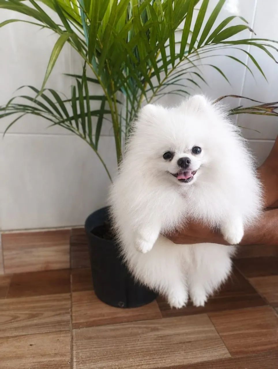 Lulu anão ursinho 
