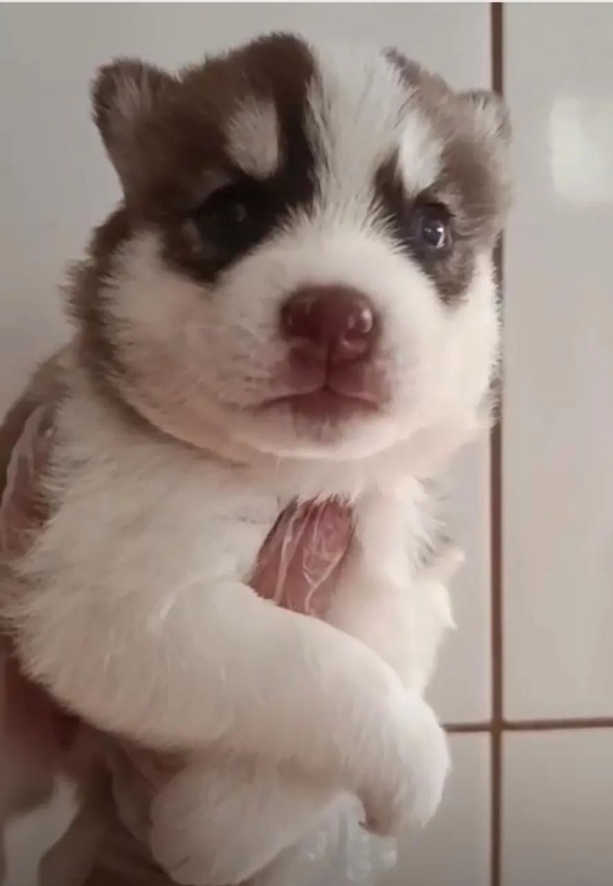 Husky siberiano alegre e brincalhao 