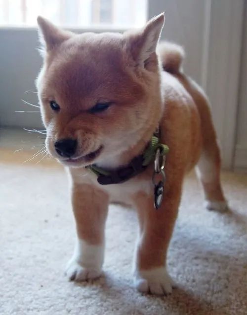 Shiba Inu  - Foto 2