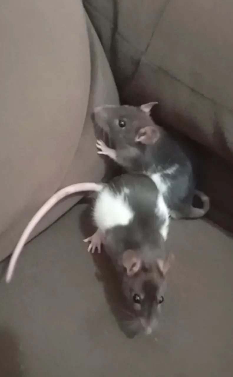 Ratos Twisters  - Foto 2