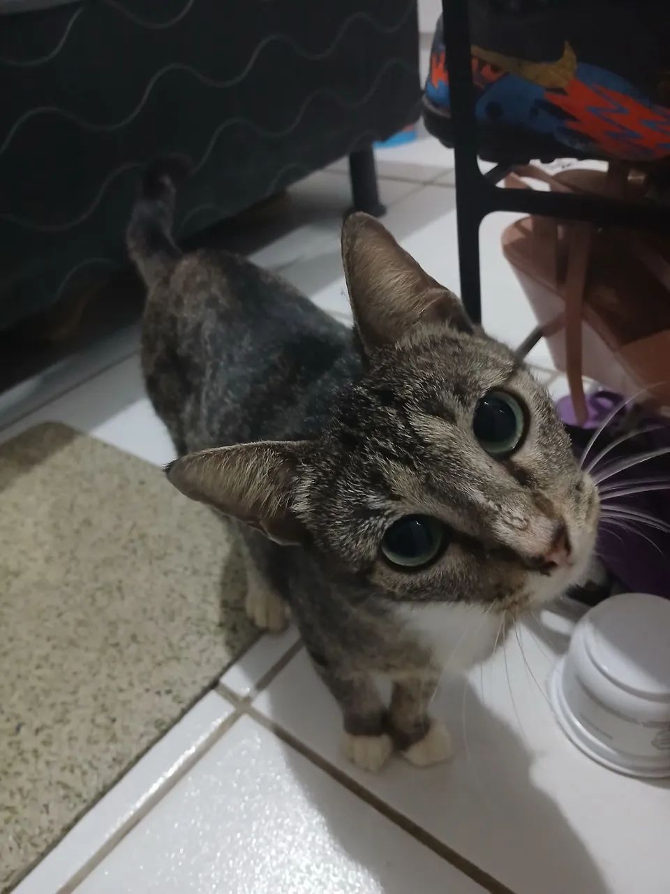 Adoção Responsável  - Foto 3