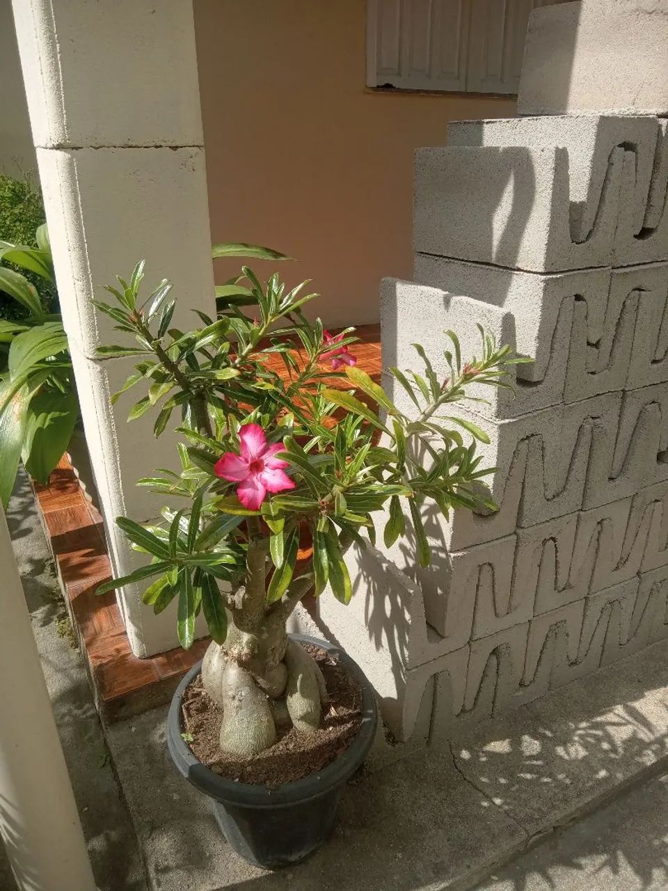 Plantas decorativas 
