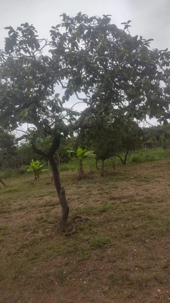  Mini chácara  - Foto 5