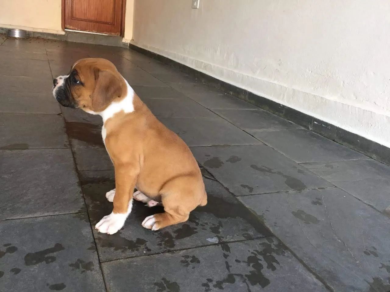 Boxer macho vacinados - Foto 5