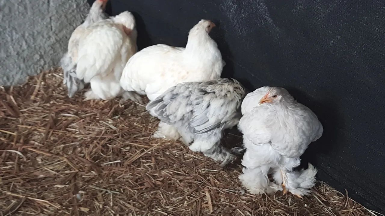 Brahmas Puras Maiores e Top de Linha!!! - Foto 2