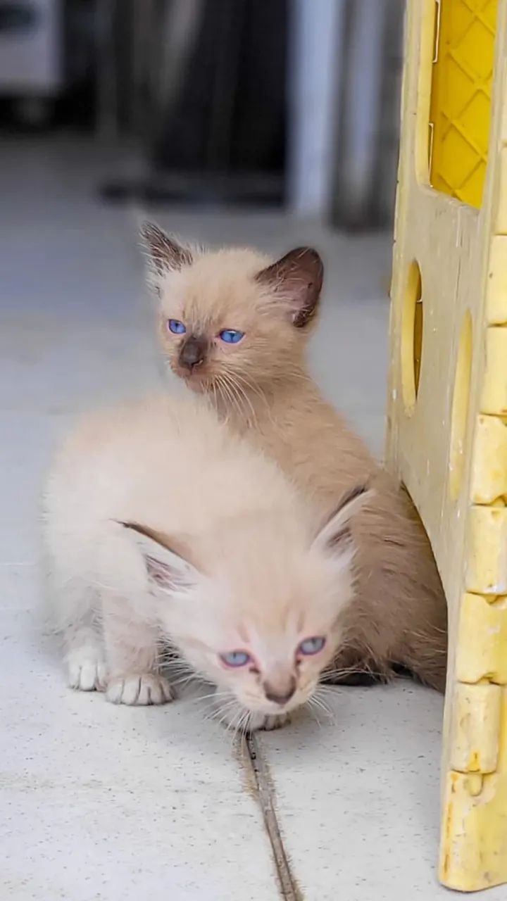 Adoção de gatinhos - Foto 2
