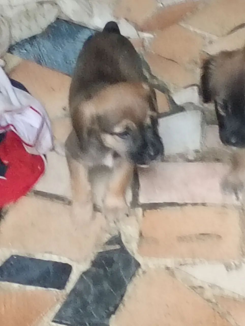 Doação de cachorrinhos - Foto 3