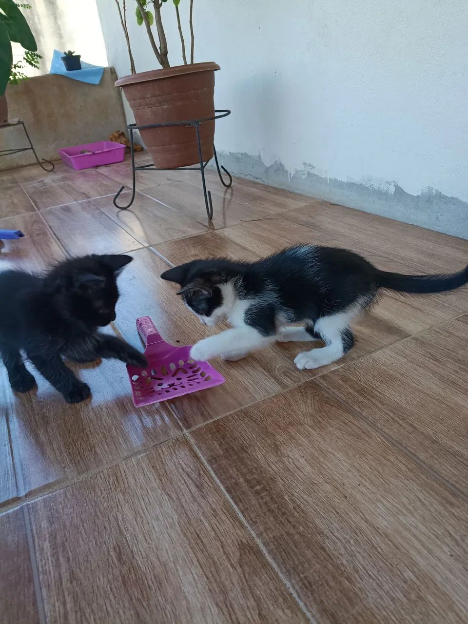 Doação de gatinhos  - Foto 3