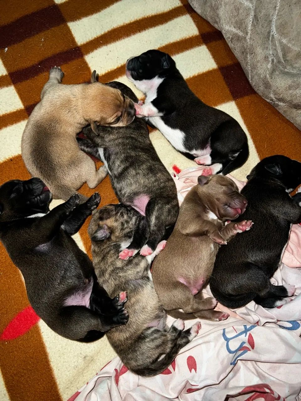 Filhotes de Pitbull  - Foto 3