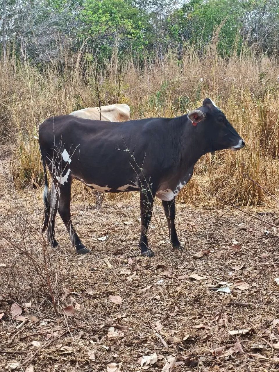 Para venda 