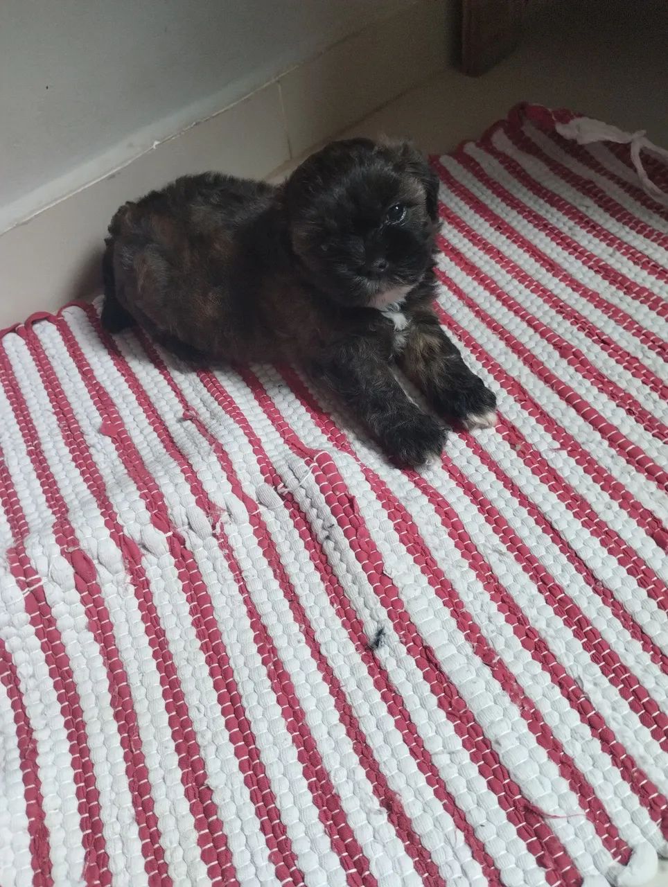 Pequeno Shitzu  - Foto 4