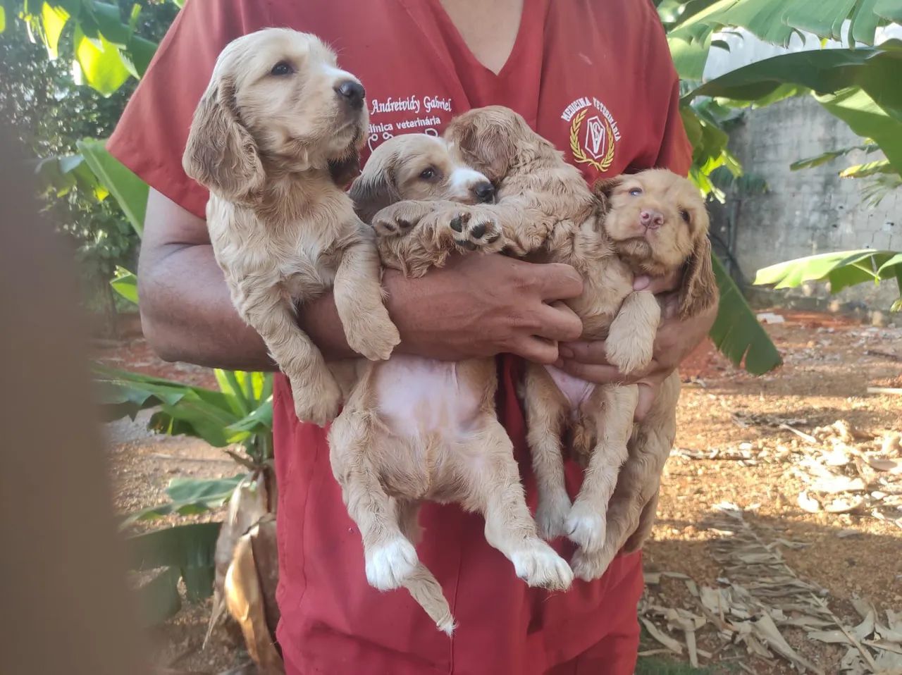 Vendo filhotes de Cocker spaniel 