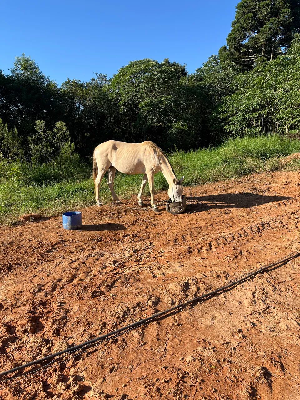 Vende se duas éguas  - Foto 3