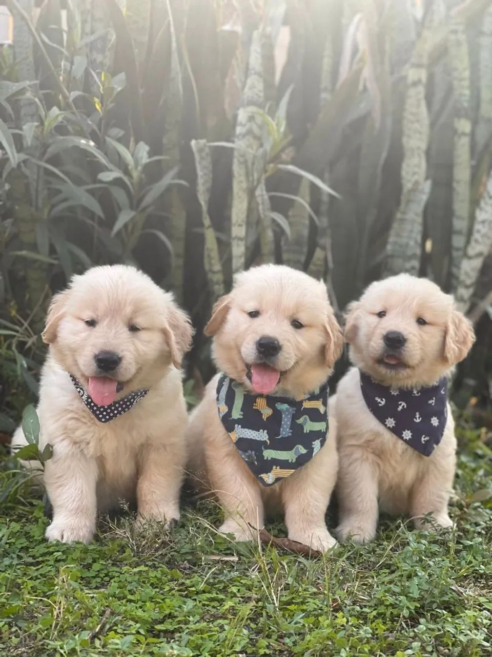 Modelo de cão  - Foto 4