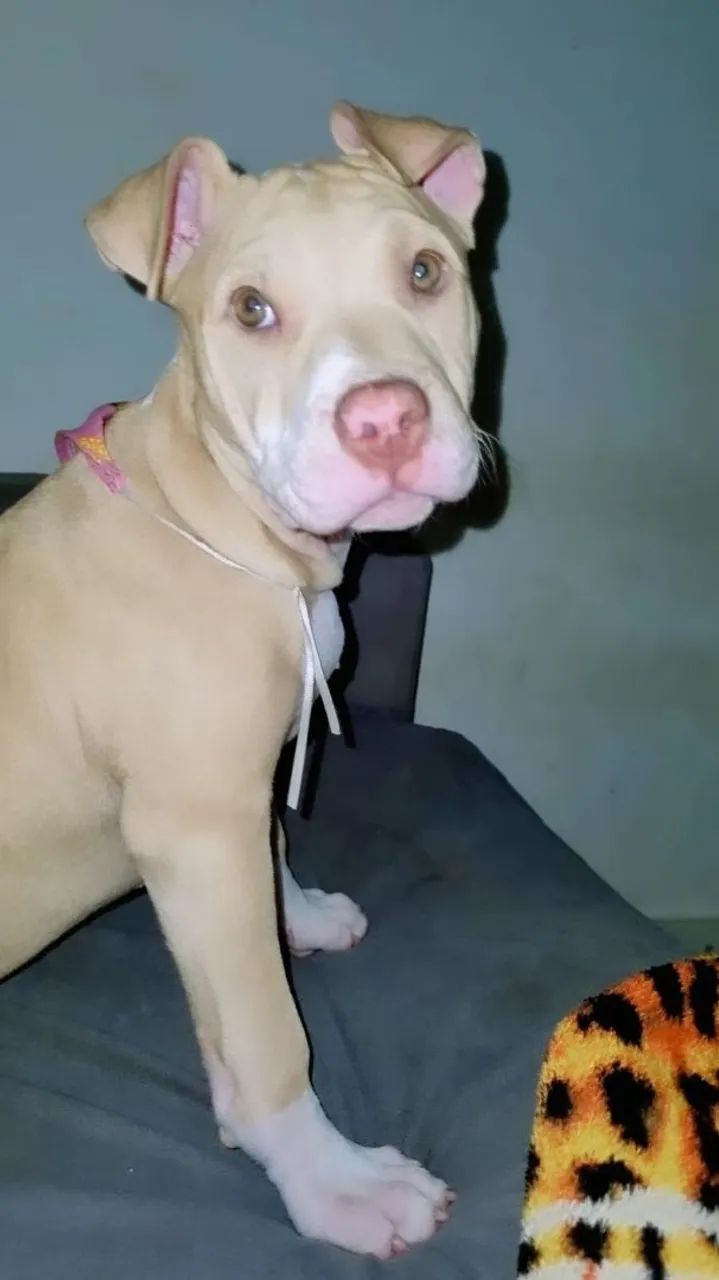 Filhote de pitbull  - Foto 3