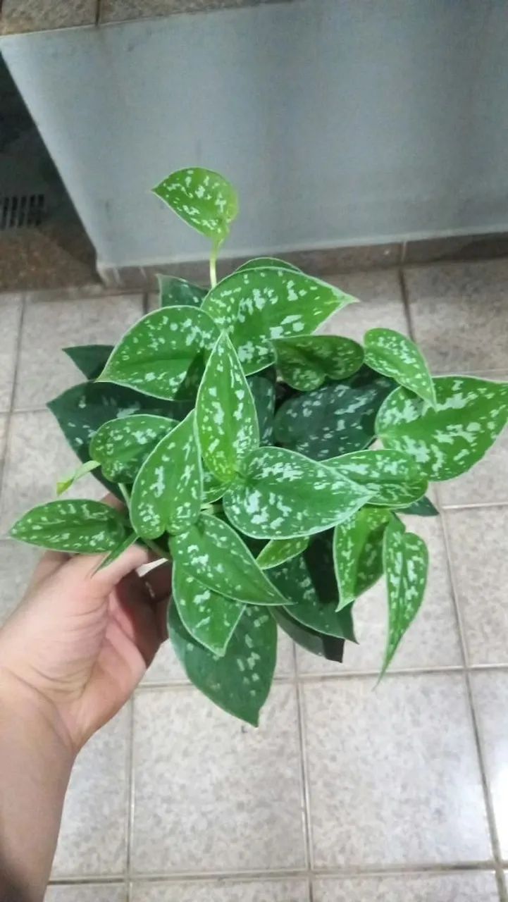 Plantas - Foto 4