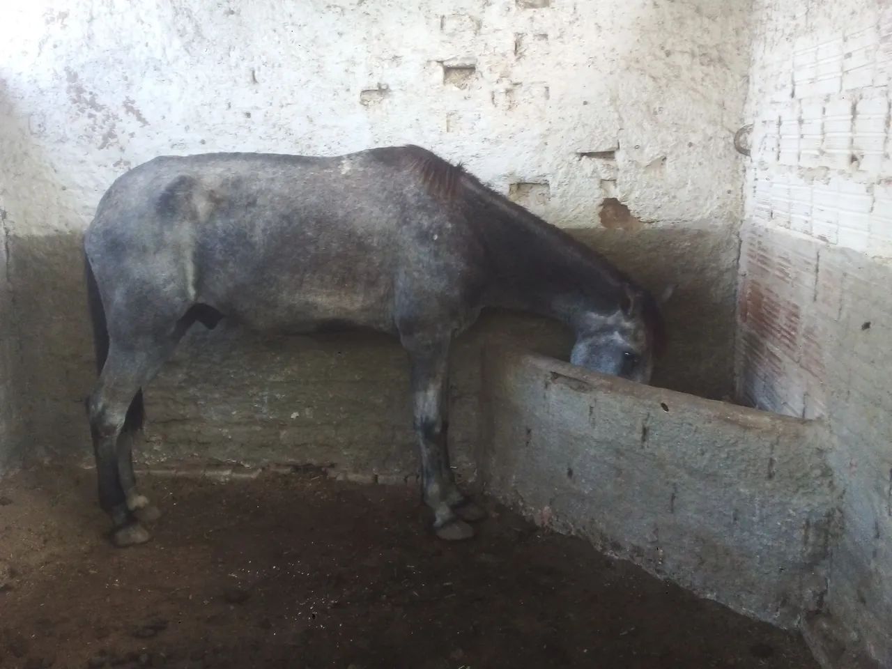 Cavalo - Foto 5