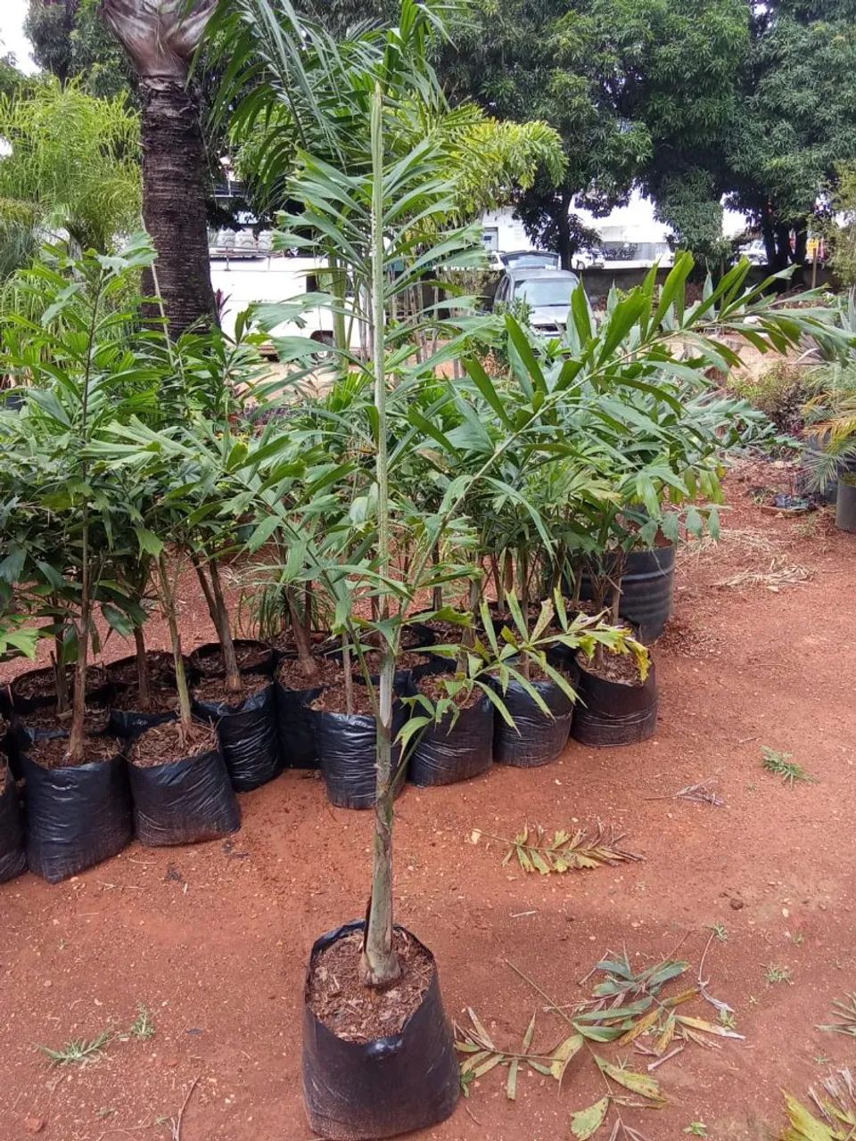 Mudas frutíferas jabuticaba e laranjas - Foto 2