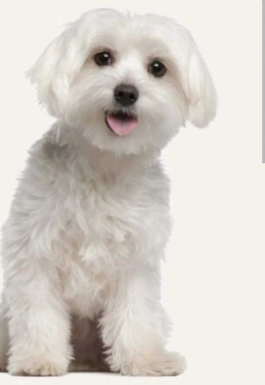 Cachorro macho da raça maltês 