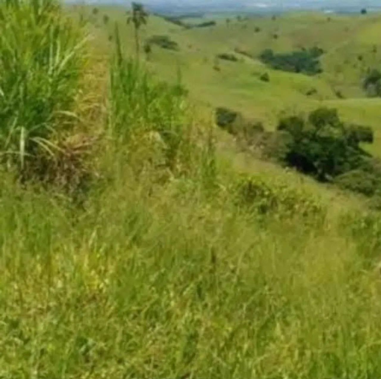 Fazenda em Taubaté  - Foto 5