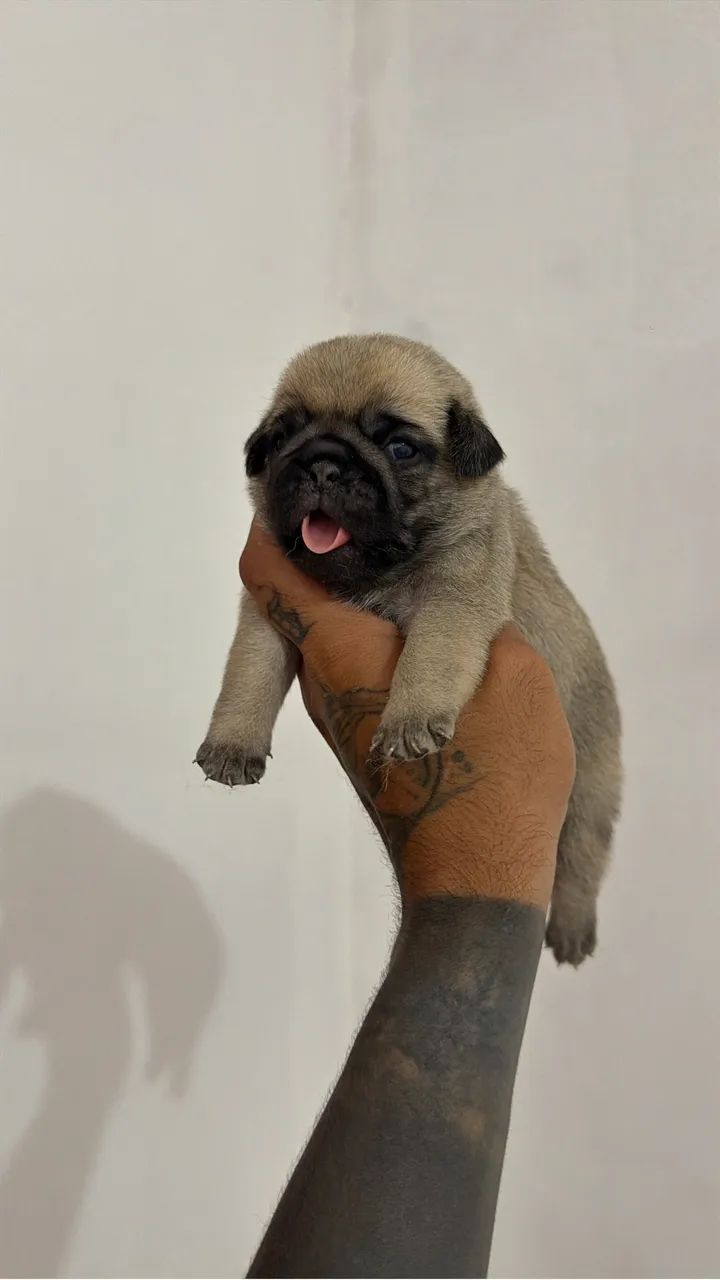 Pug