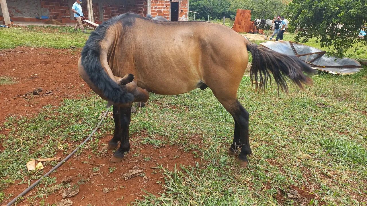 Cavalo domado  - Foto 5