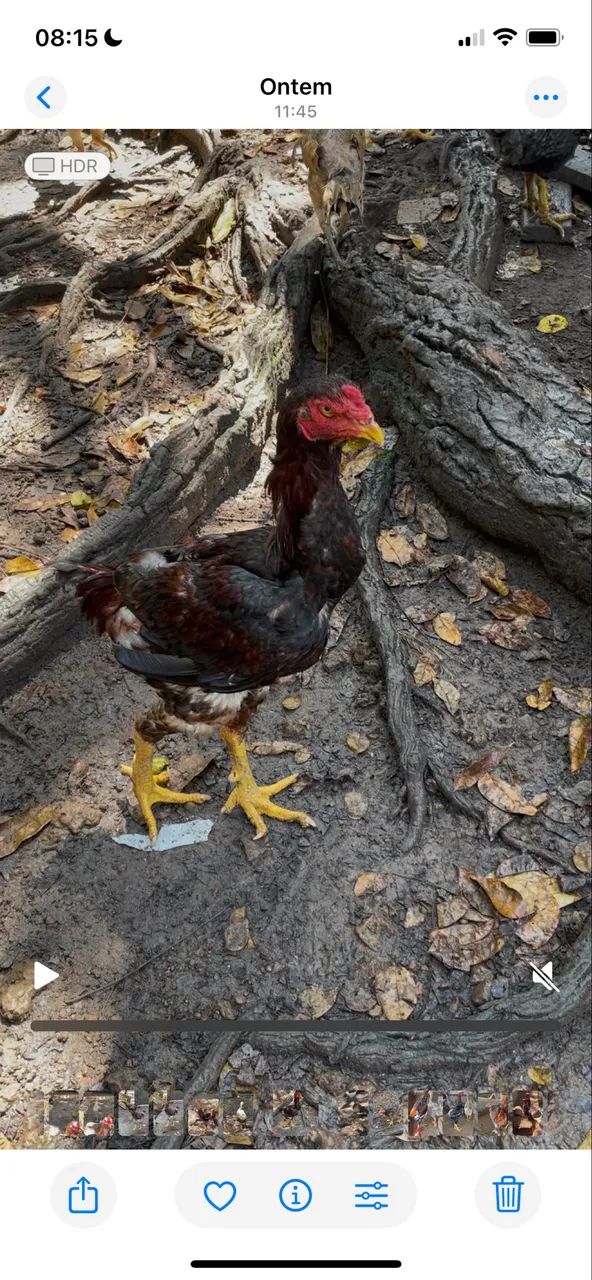 Frango - Foto 4