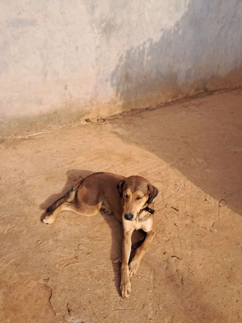 Doação responsável de cachorra