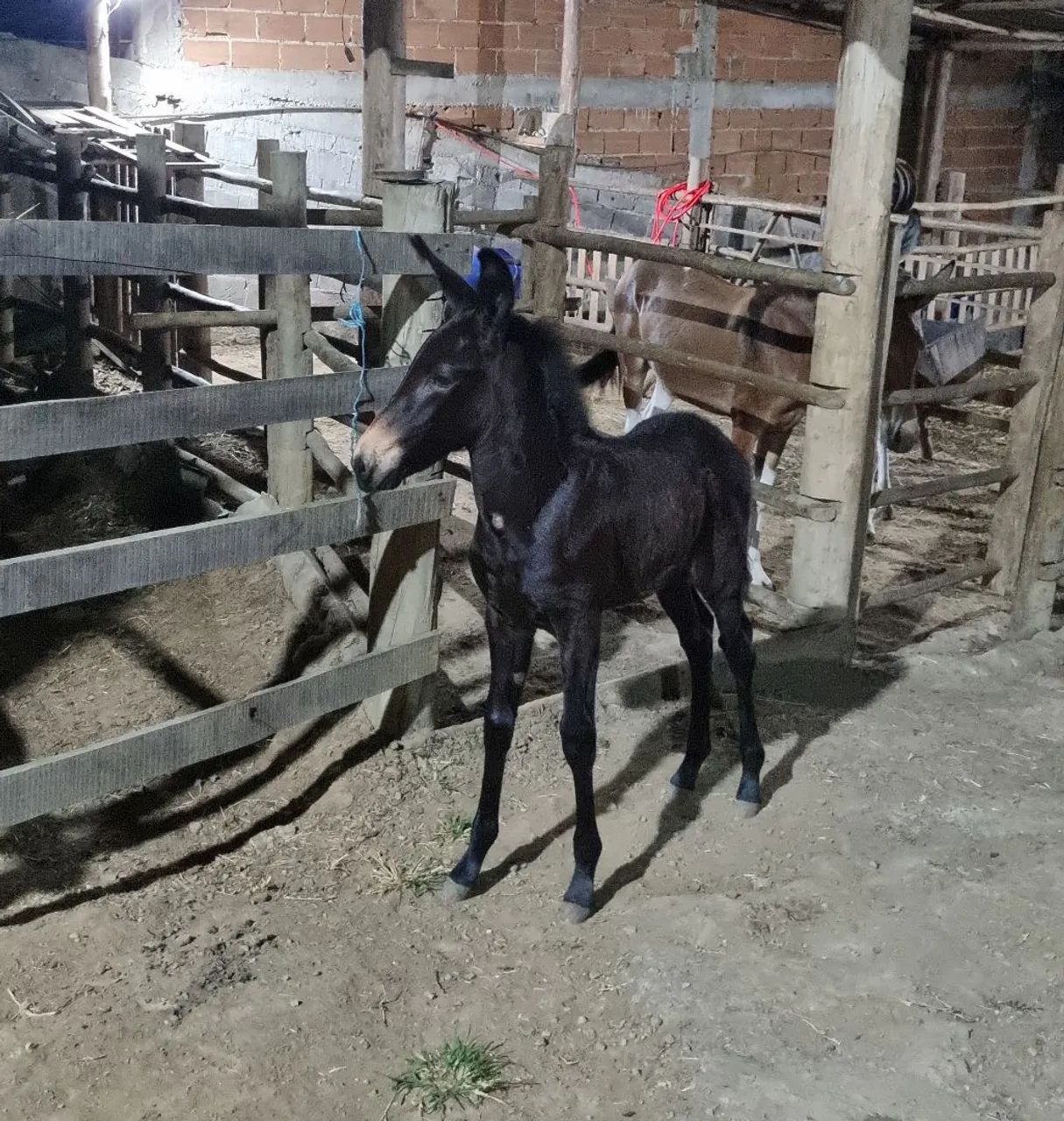 Mula preta de picada  - Foto 2