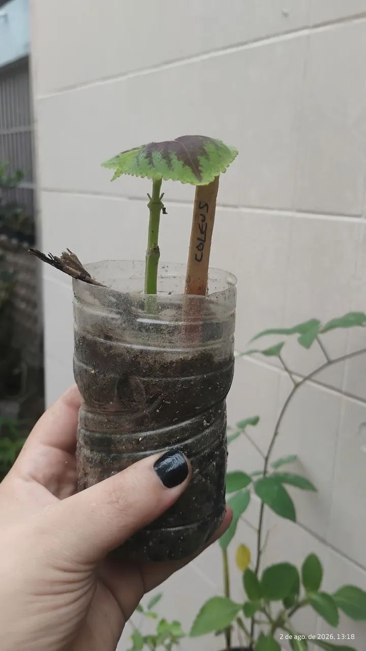 Muda de Coleus (coração magoado) - Foto 2