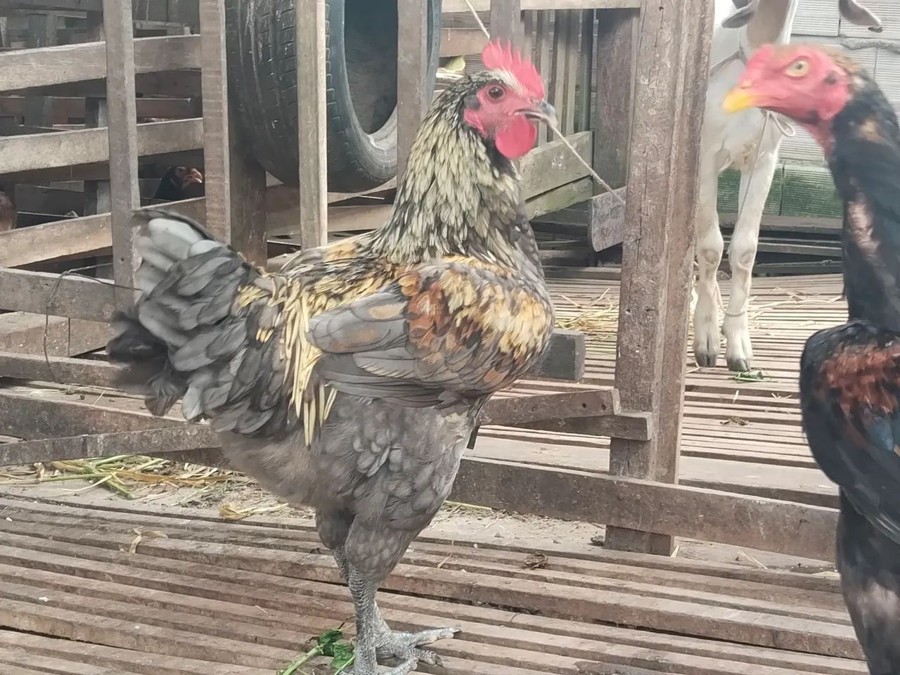 Galos e galinhas