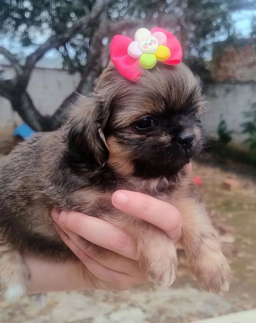 SHITZU FEMEA DOURADA - Foto 3