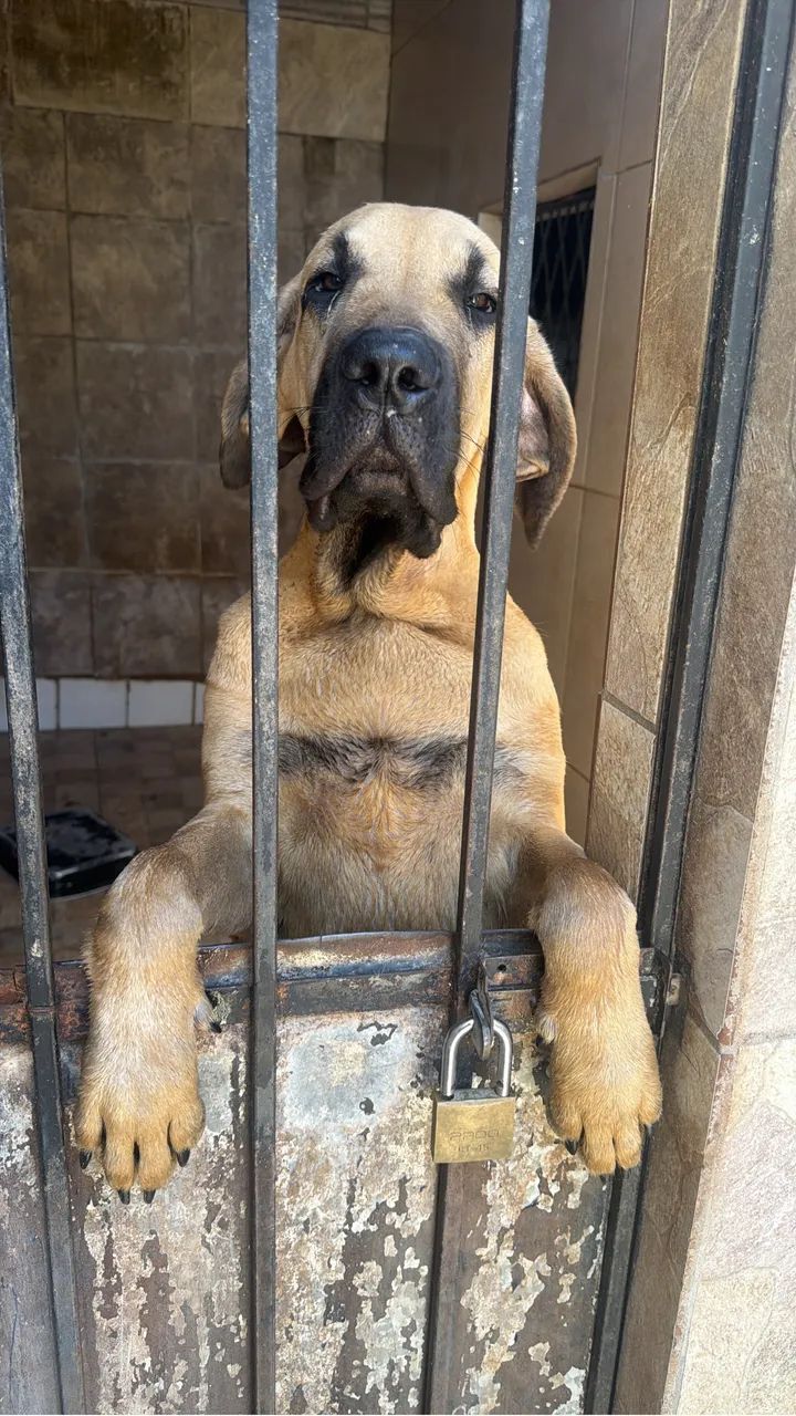 Filhote de Fila brasileiro - Foto 2