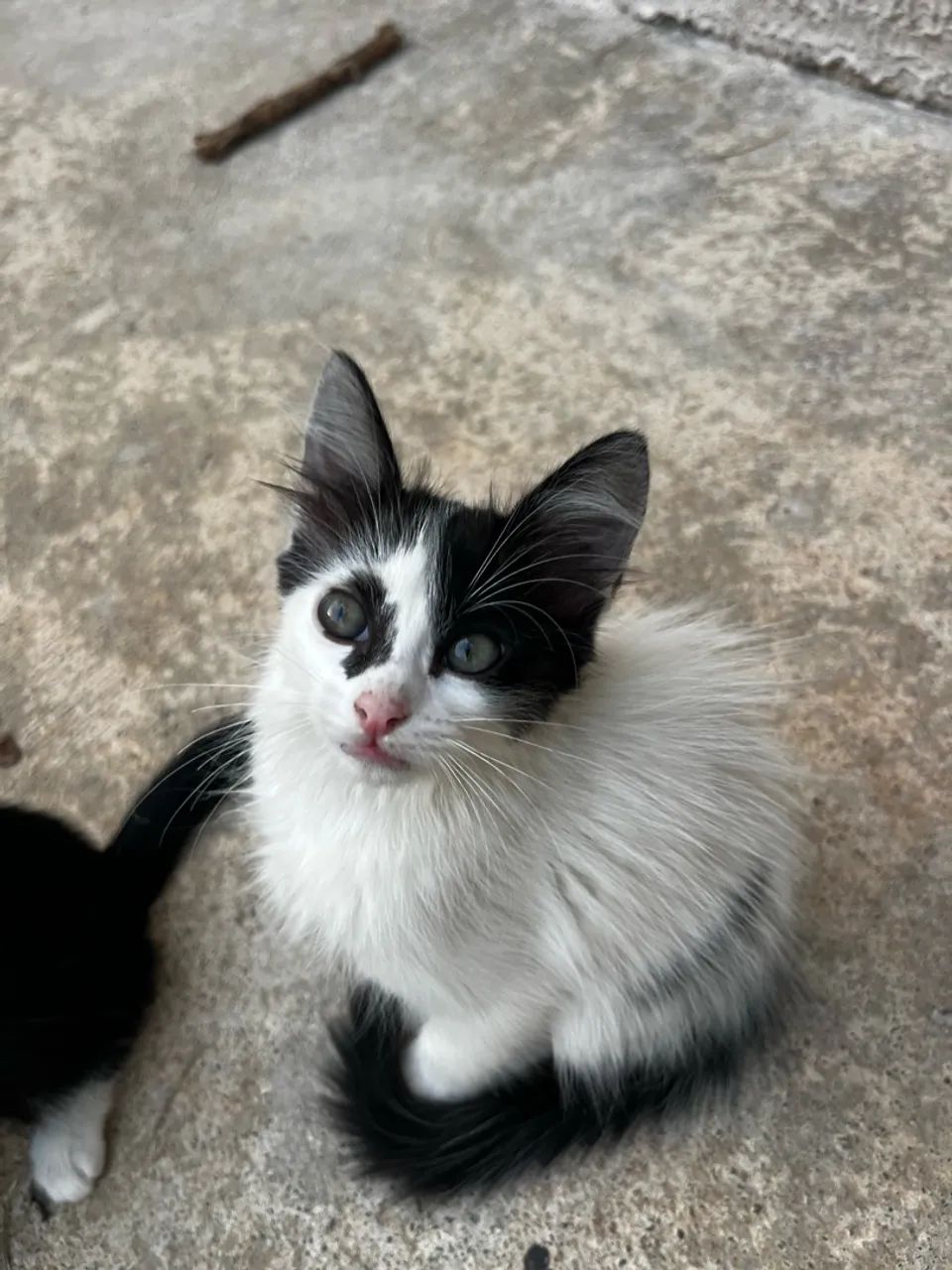 Doa-se gatinha  - Foto 3