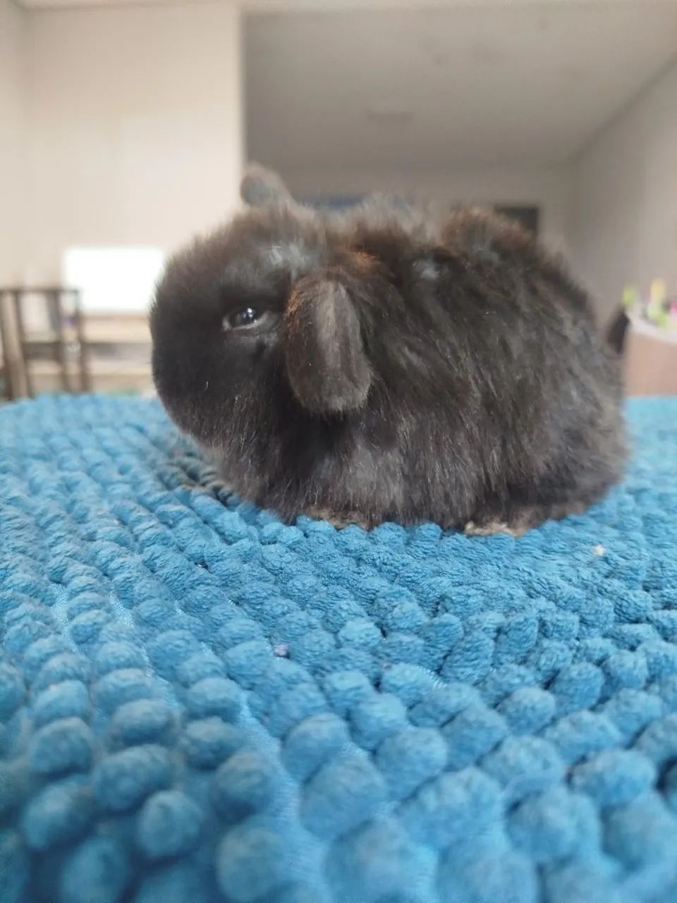 Filhote coelho mini lop - Foto 4