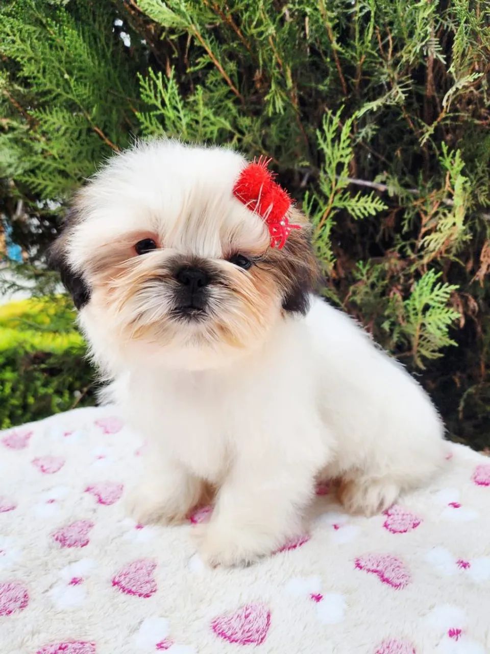 Fêmeas de Shih Tzu a pronta entrega  - Foto 2