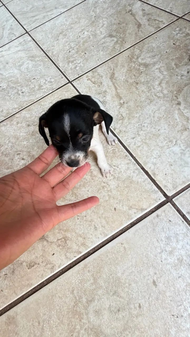 Pinscher  - Foto 3