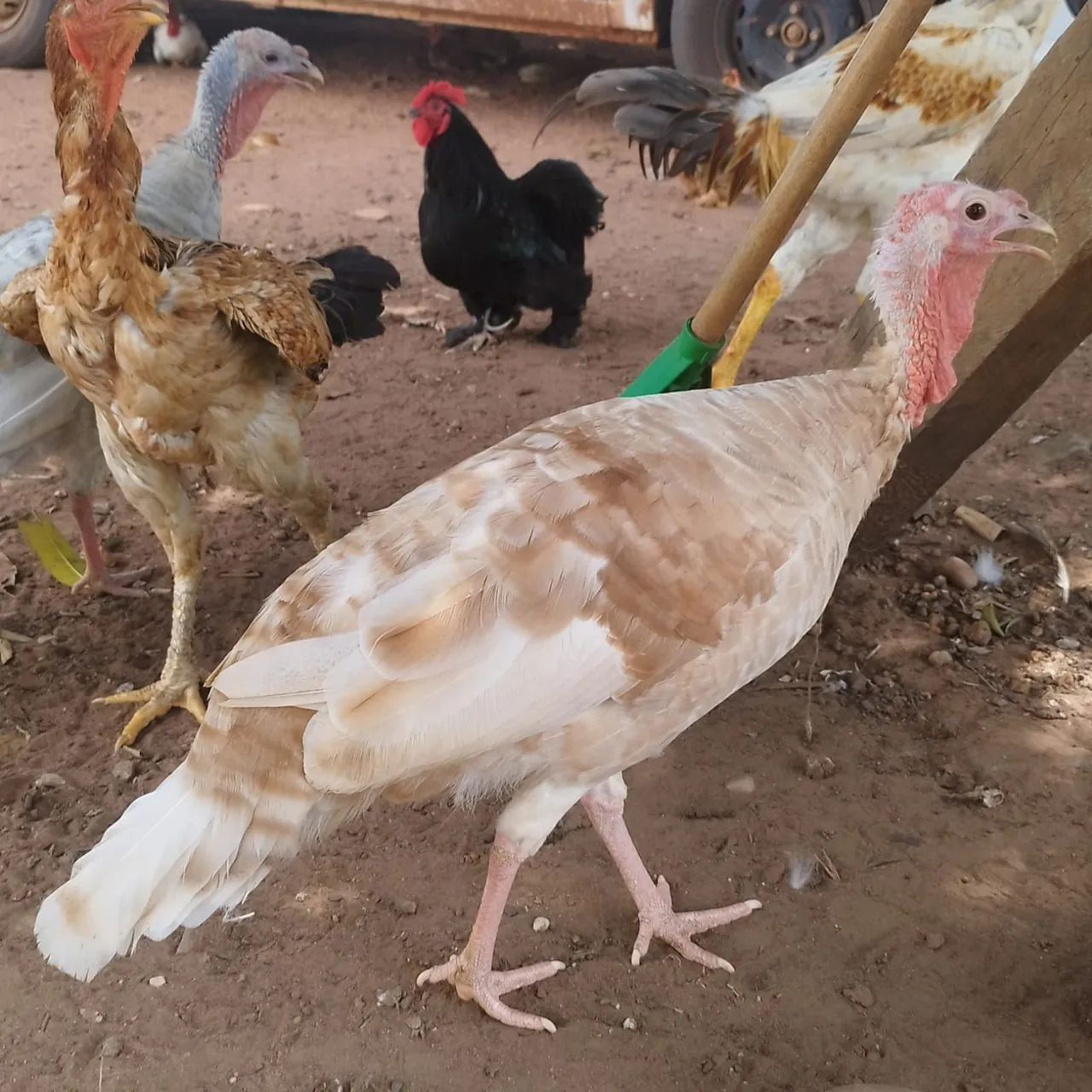 Casal de peru chocolate  - Foto 2