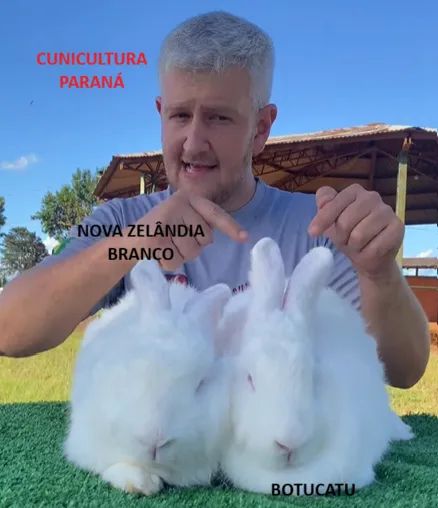 Coelhos Gigantes e Nova Zelândia entre outras raças - Foto 3