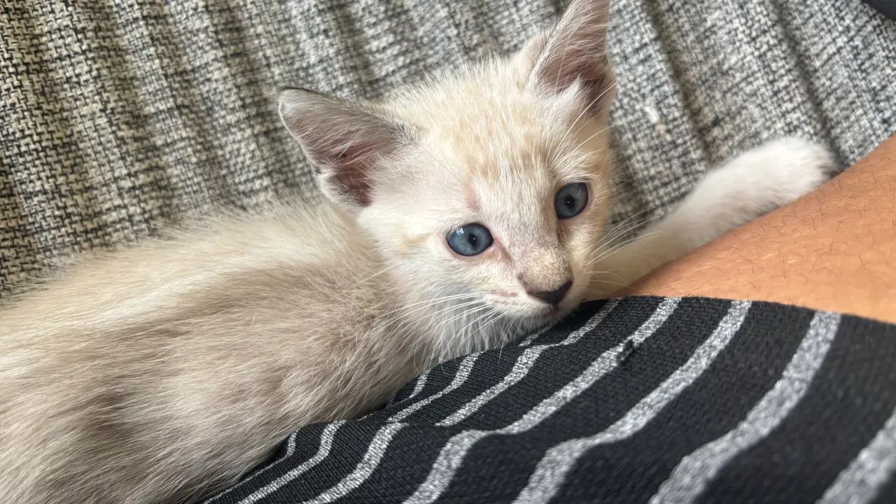 Gatinha para doação  - Foto 5