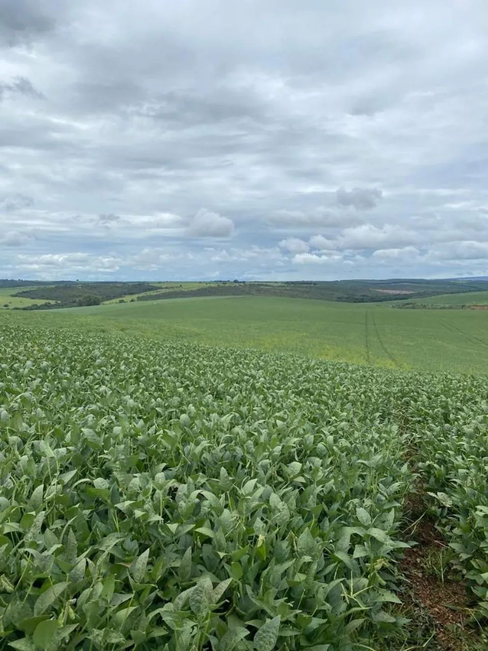 Excelente fazenda  - Foto 4