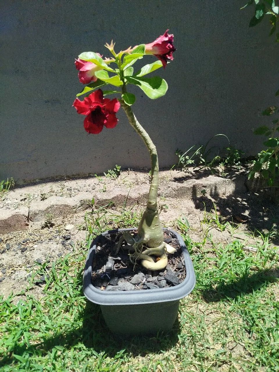 Rosa do Deserto  - Foto 3