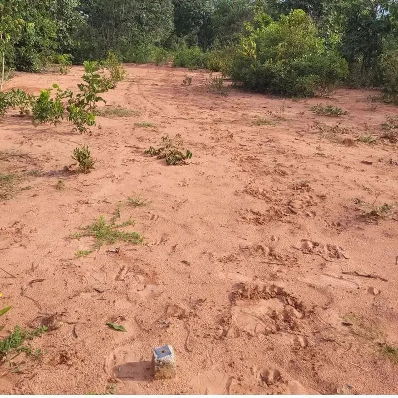 ÁREA COM 80HA EM RIBAS DO RIO PARDO - Foto 5