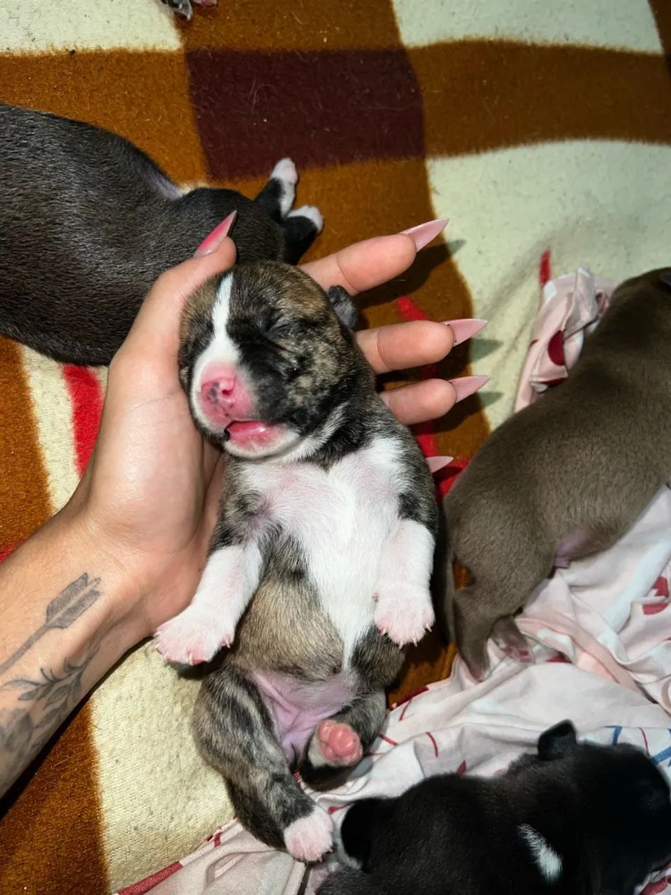 Filhotes de Pitbull  - Foto 4